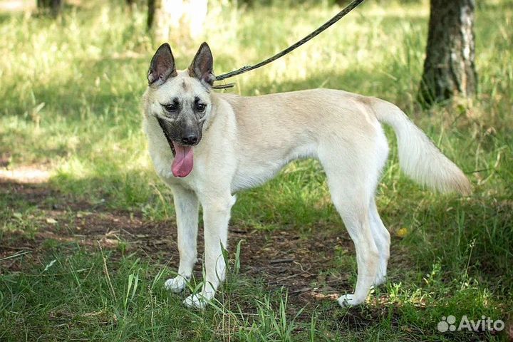 Ласковая Ириска ждет хозяина в приюте