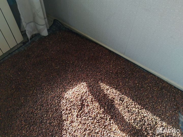 Кедровый орех