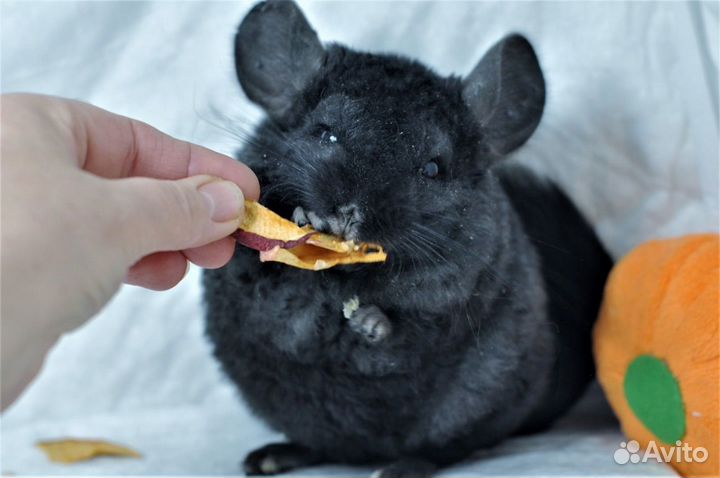 Пара мальчиков шиншилл