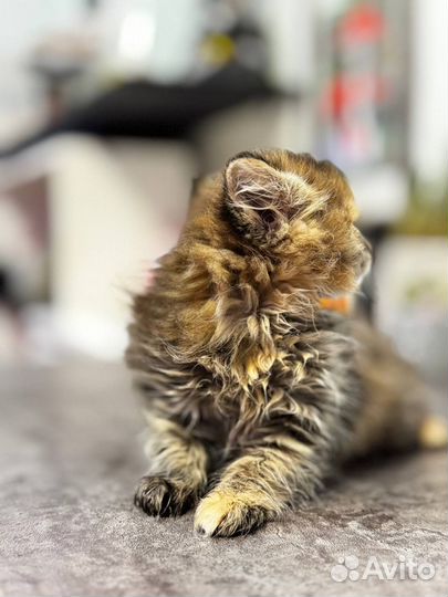 Котенок ищет дом