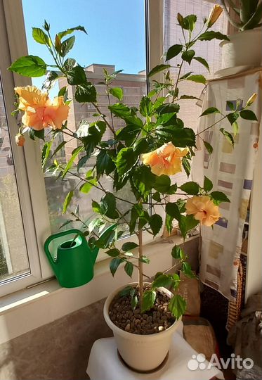 Продаю шикарный гибискус (китайская роза)