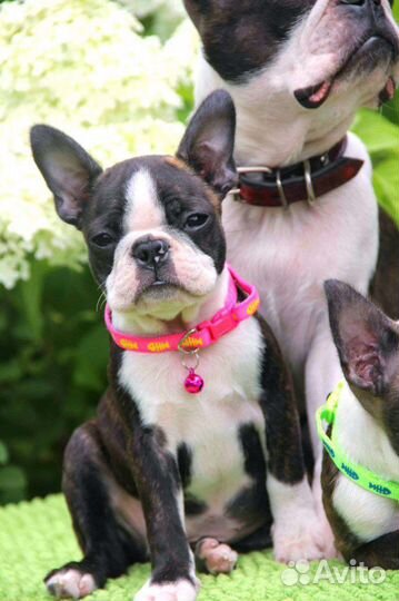 Бостон терьер