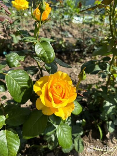 Саженцы роз, Сортовые