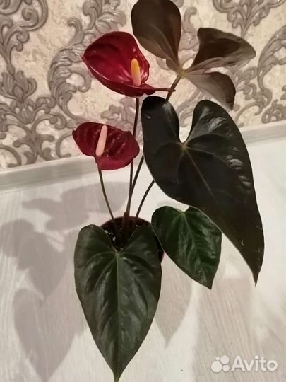 Антуриум 