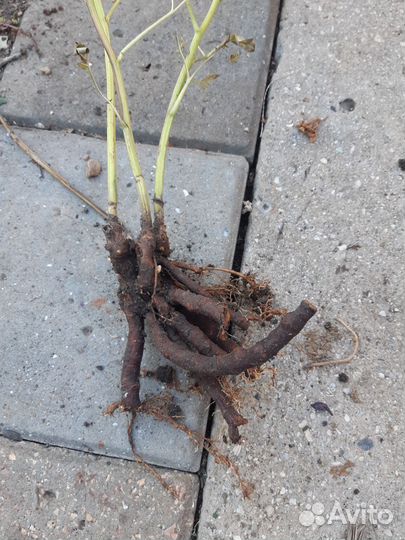 Корни пиона розового