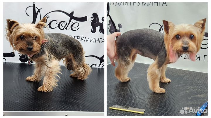 Груминг собак и кошек. Стрижка бесплатно