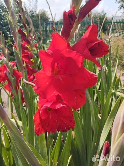 Пока стоп. Букеты Гладиолусы. Срежу по заявке