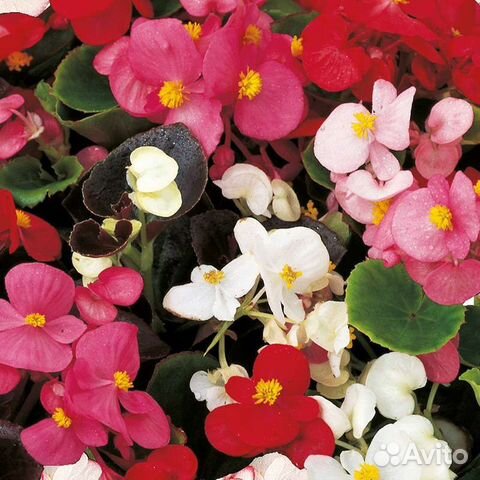 Бегония вечноцветущая