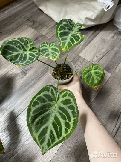 Антуриум сильвер блаш