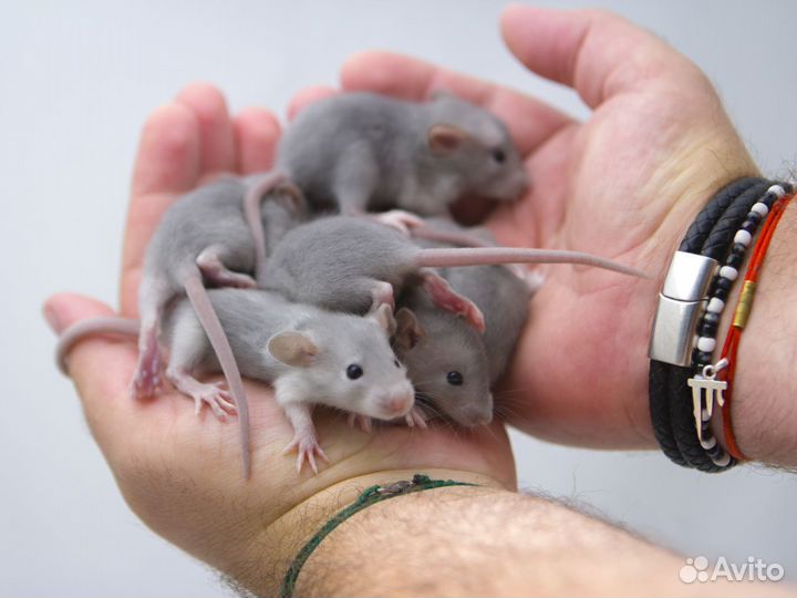 Дамбо крысы разных окрасов