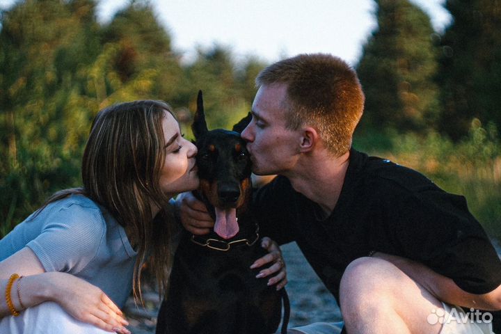 Фотосессия с доберманом