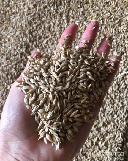 Ячмень вакула