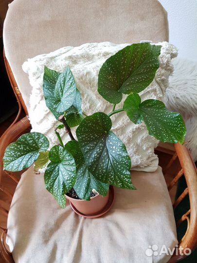 Бегония крапчатая