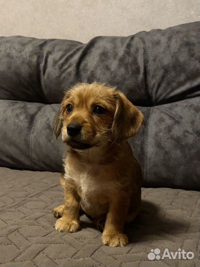 Отдам в добрые руки щенков