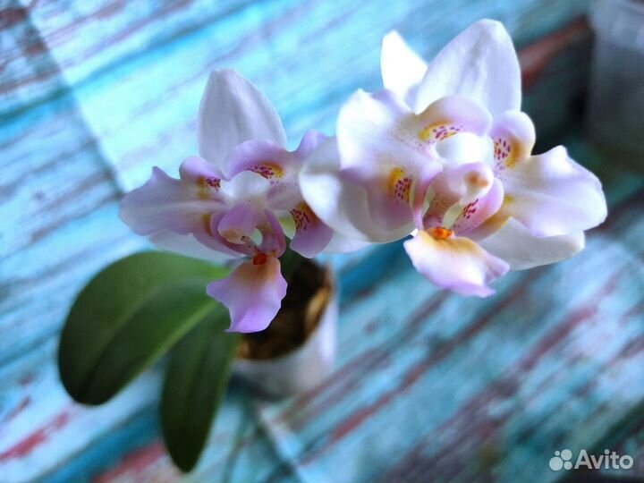 Орхидея Фаленопсис Бабочка