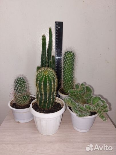 Кактусы, Орхидея Лудизия,Сансевиерия