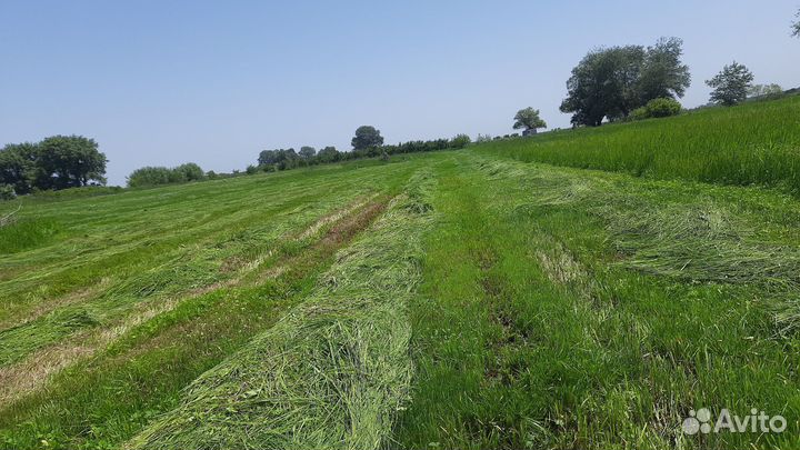 Сено луговое этого года