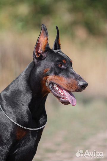 Купирование ушей добермана