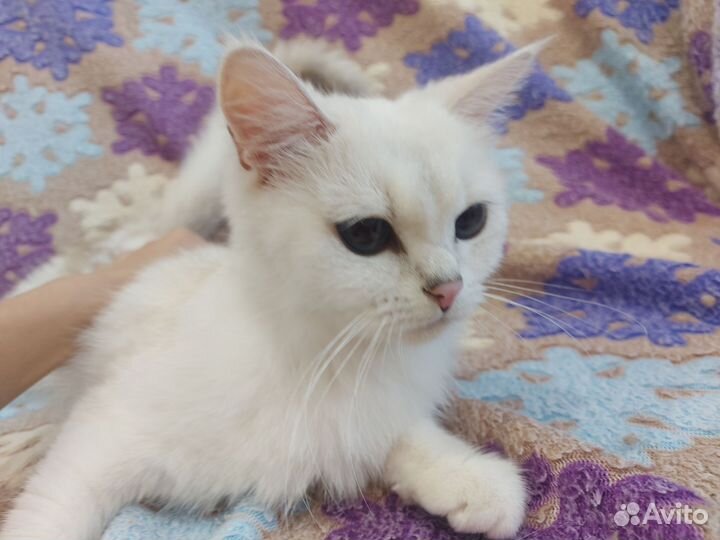 Кошка британская серебристая шиншилла