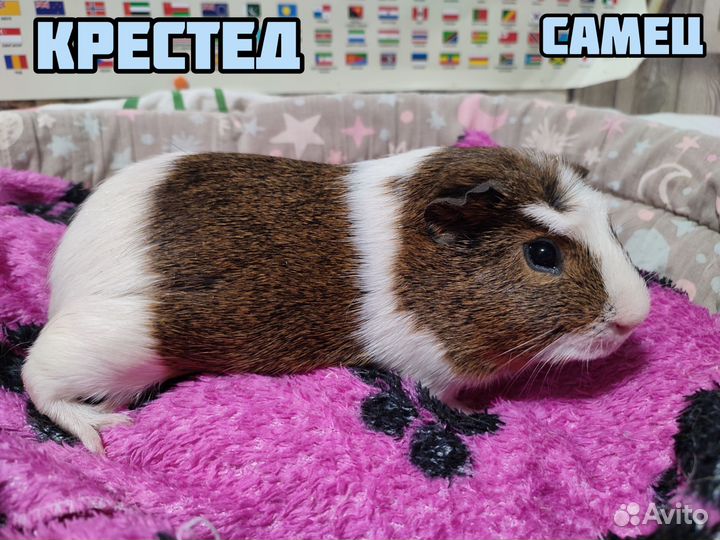 Морские свинки, Крестед, Лункария, Шелти и тд