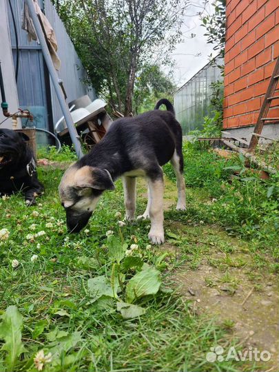 Пигибает щенок в садах. Нужен дом