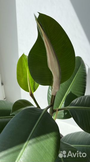 Фикус эластика, тинеке