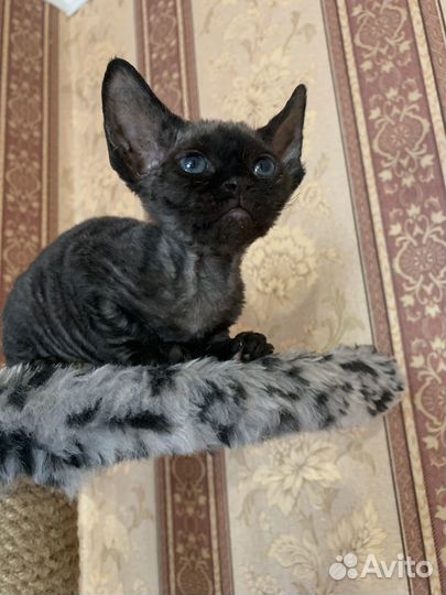 Котята девон-рекс