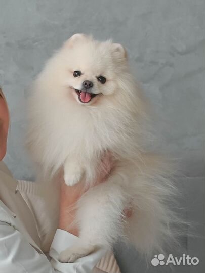 Вязка мини шпиц