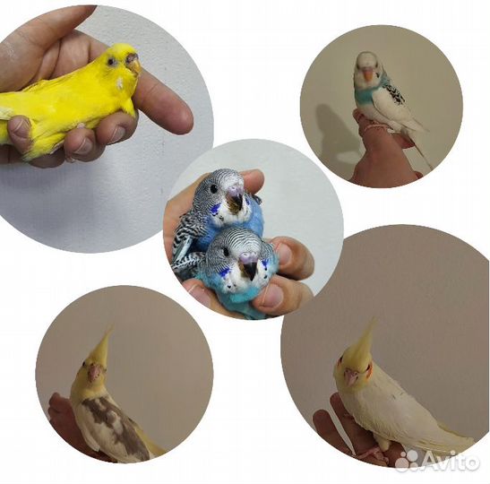 Попугаи ручные радужные чехи волнистые цирковые