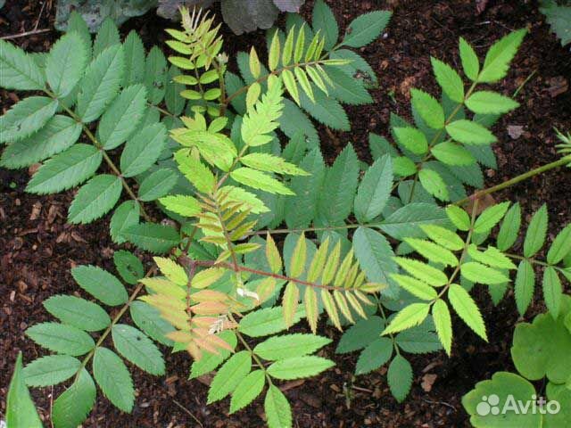 Саженецы рябины обыкновенной 4х летка