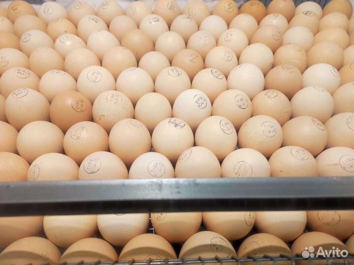 Цыплята бройлера кобб 500 Импорт Чехия, Словакия