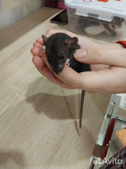 Декоративная крыса дамбо