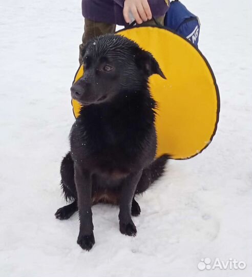 Очень хороший мальчик ищет дом