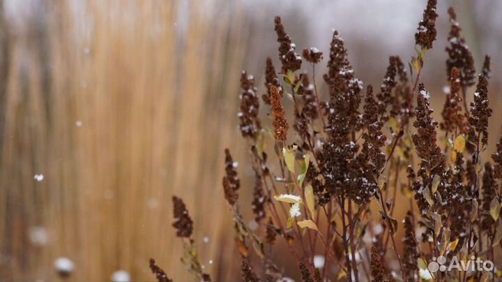 Спирея Дугласа Spiraea douglasii