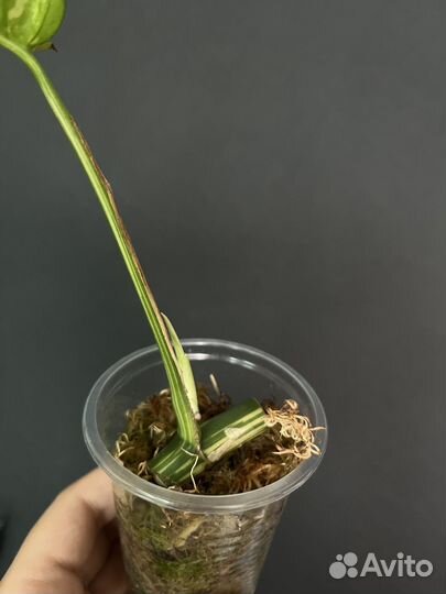 Рафидофора вариегатная