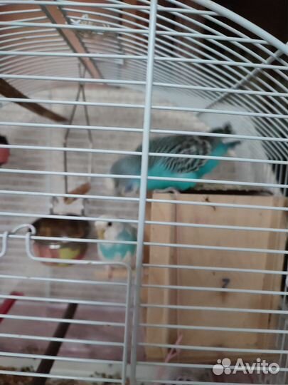 Волнистый попугай с клеткой