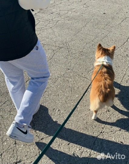 Выгул собак