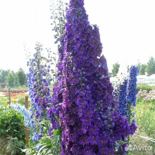 Дельфиниумы разные гибриды сортовые не самосев