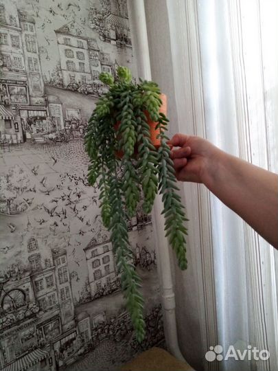 Комнатные цветы