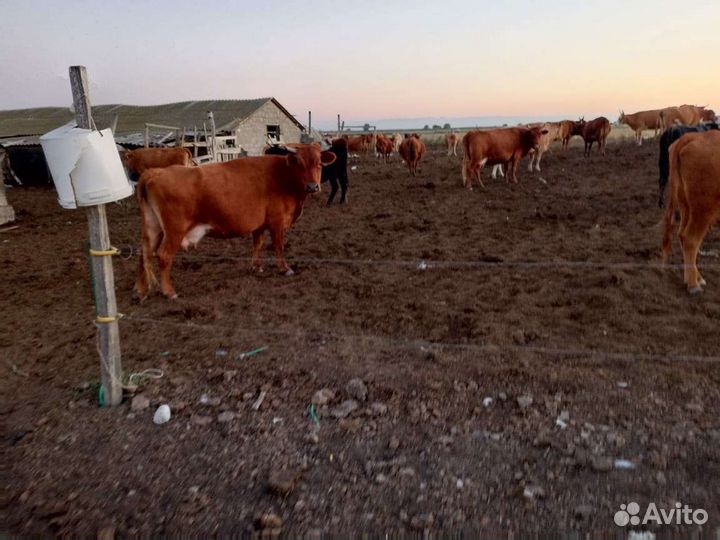 Коровы дойные молочные