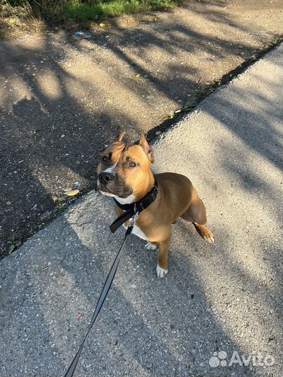 Амстафф вязка