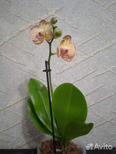 Орхидея фаленопсис