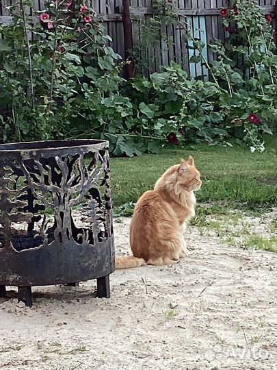 Костровая чаша