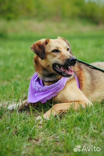 Молодая Рейчел ищет дом