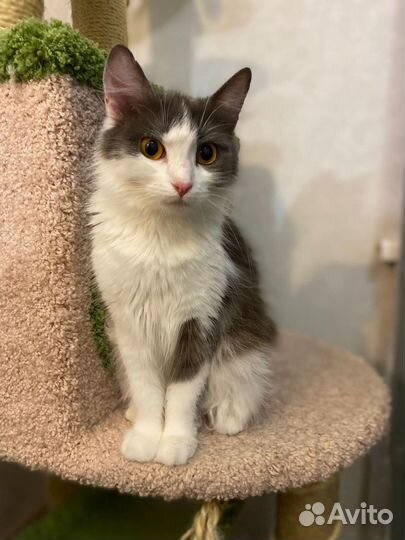 Кошка в дар бесплатно