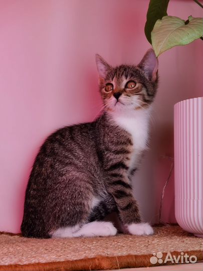 Котенок 2 мес ищет дом