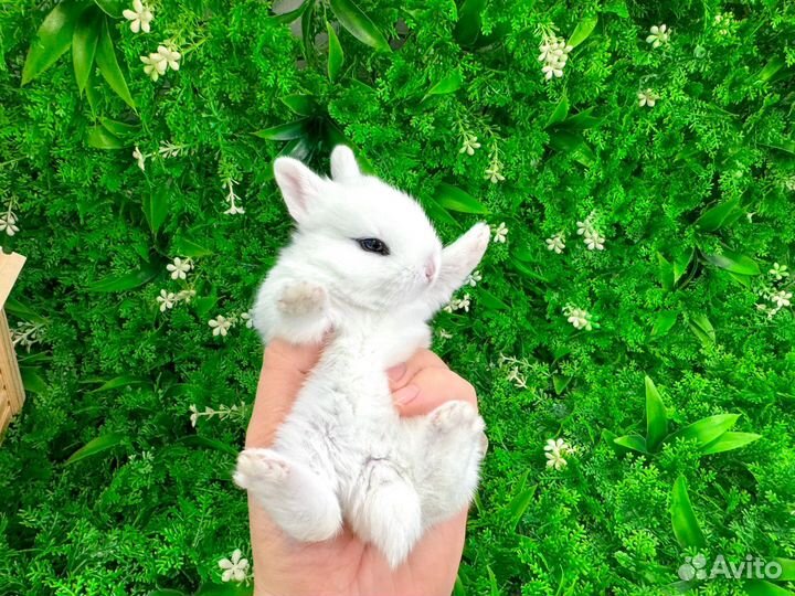 Мини карликовый кролик - гермелин супер мини