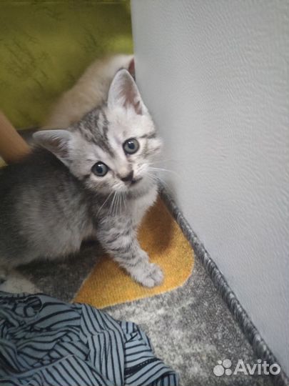 Кошки
