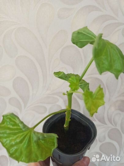 Пеларгония тюльпановидная Эмма