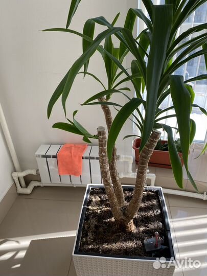 Пальма юкка в кашпо lechuza